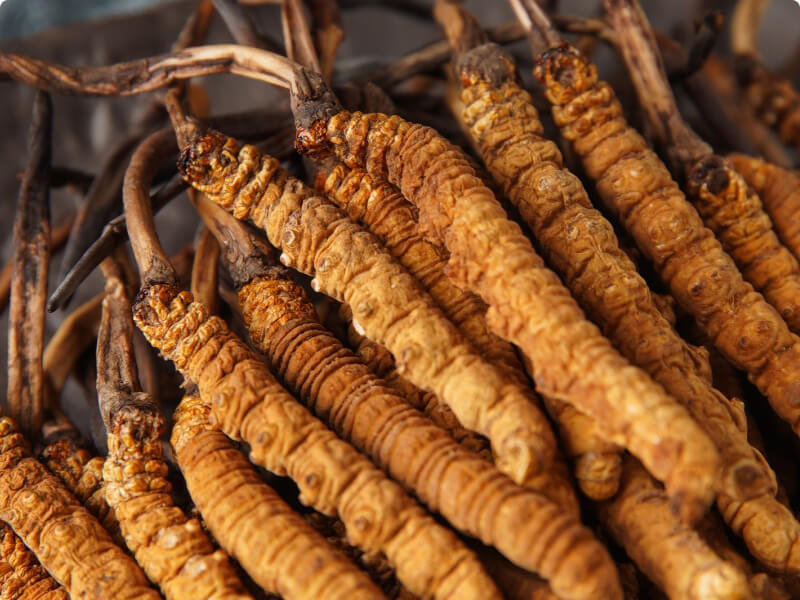 Cordyceps Mushroom (Extract)