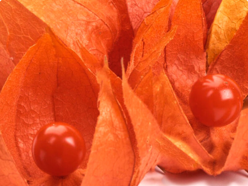 Ashwagandha (5%)